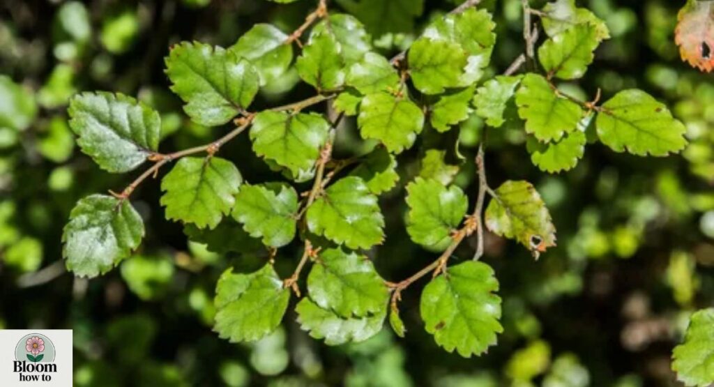 Nothofagus  