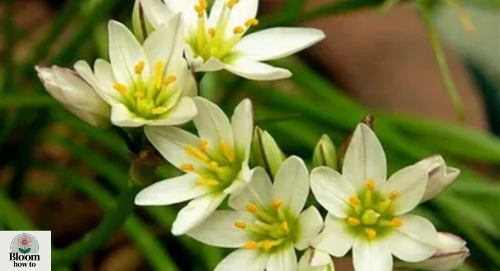 Nothoscordum fragrans