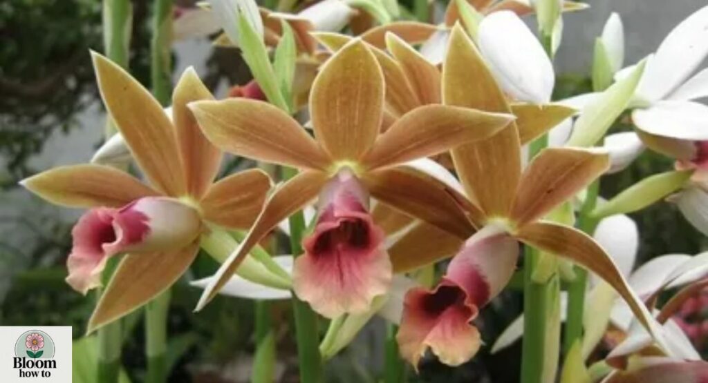 Nun’s Orchid