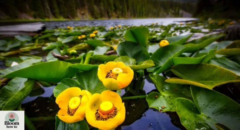 Nuphar lutea  