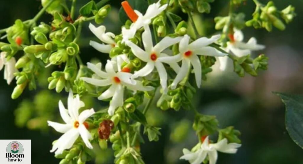 Nyctanthes arbor-tristis