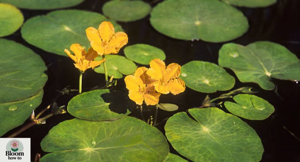 Nymphoides