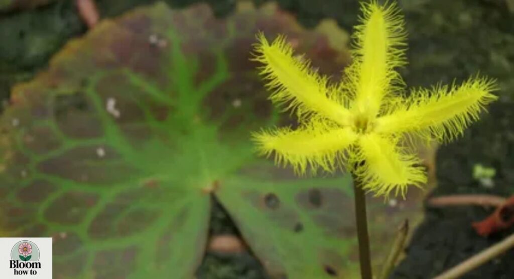 Nymphoides geminata