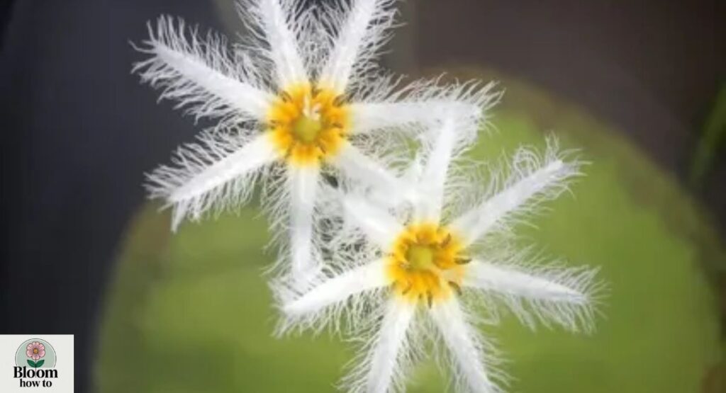 Nymphoides indica
