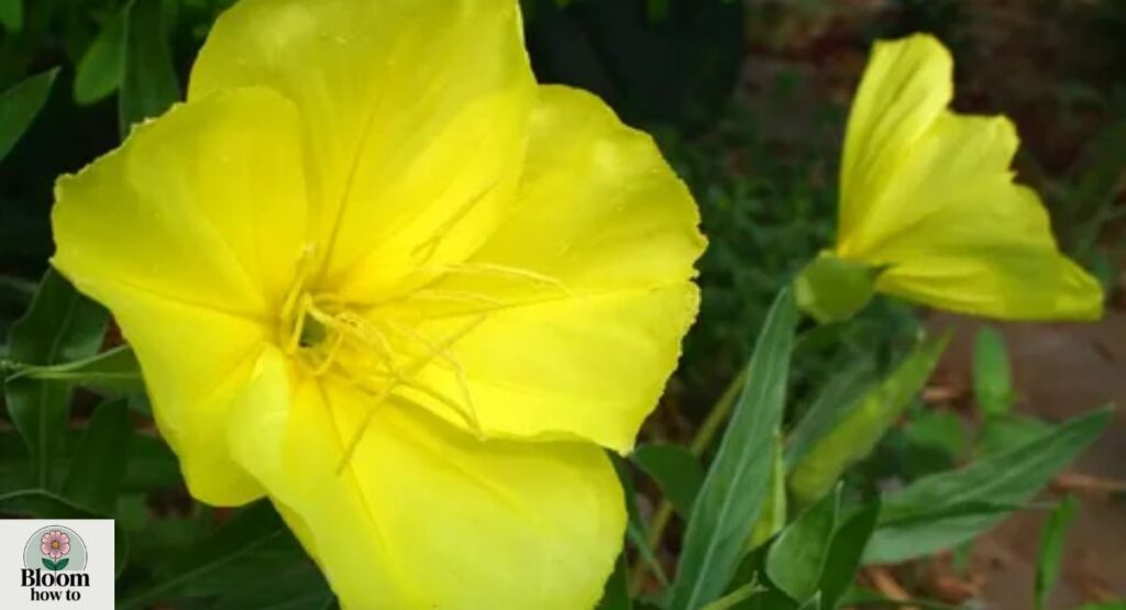 Oenothera