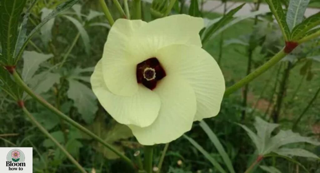 Okra Flower