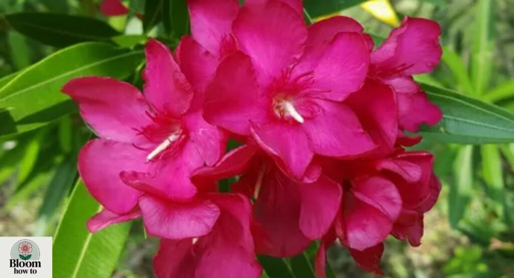 Oleander