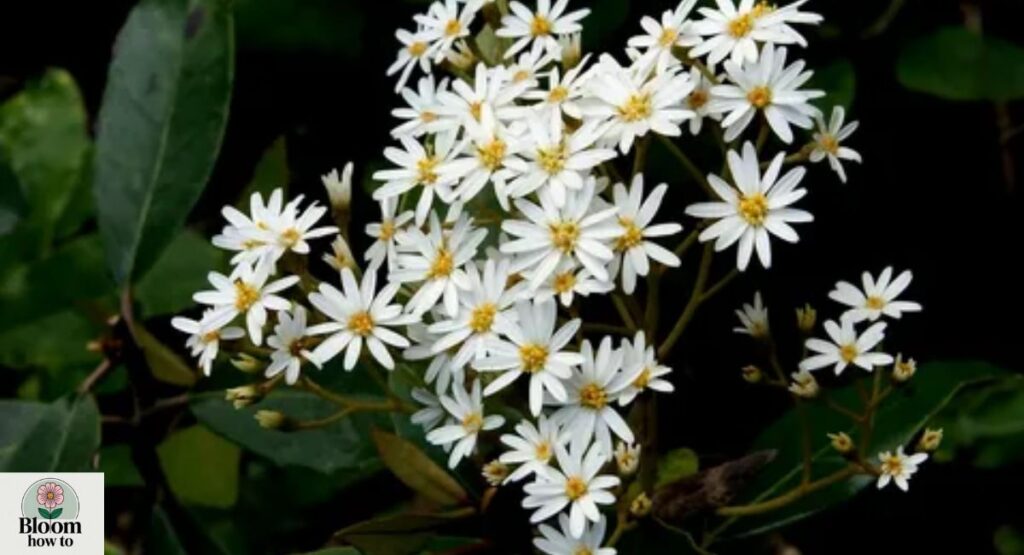 Olearia