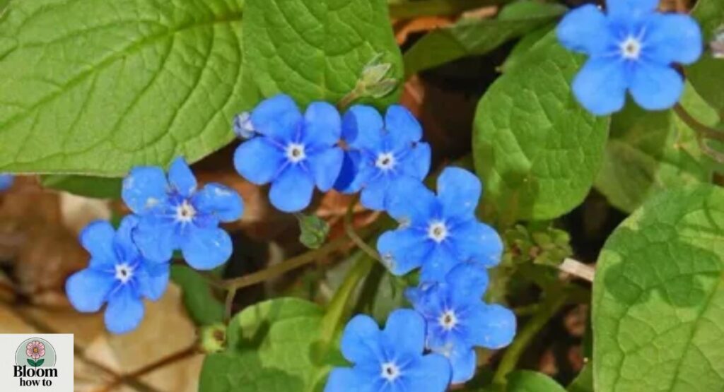 Omphalodes