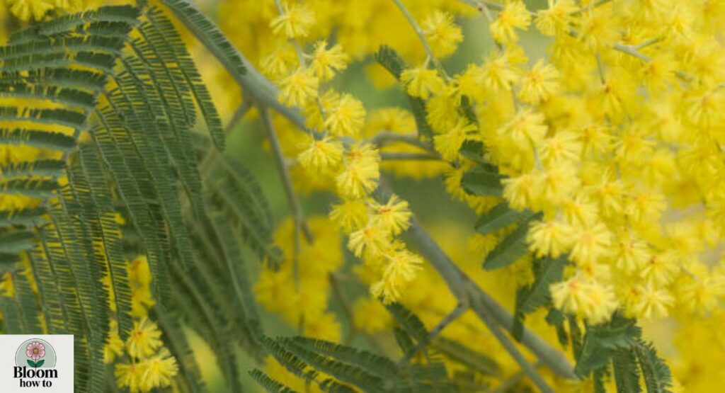 Opopanax