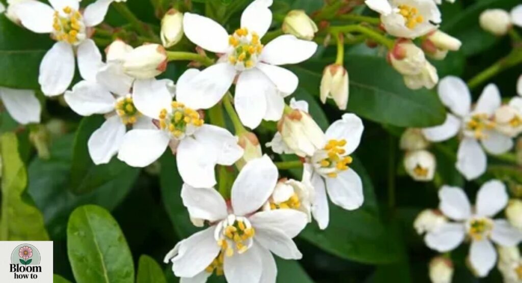 Orange Blossom