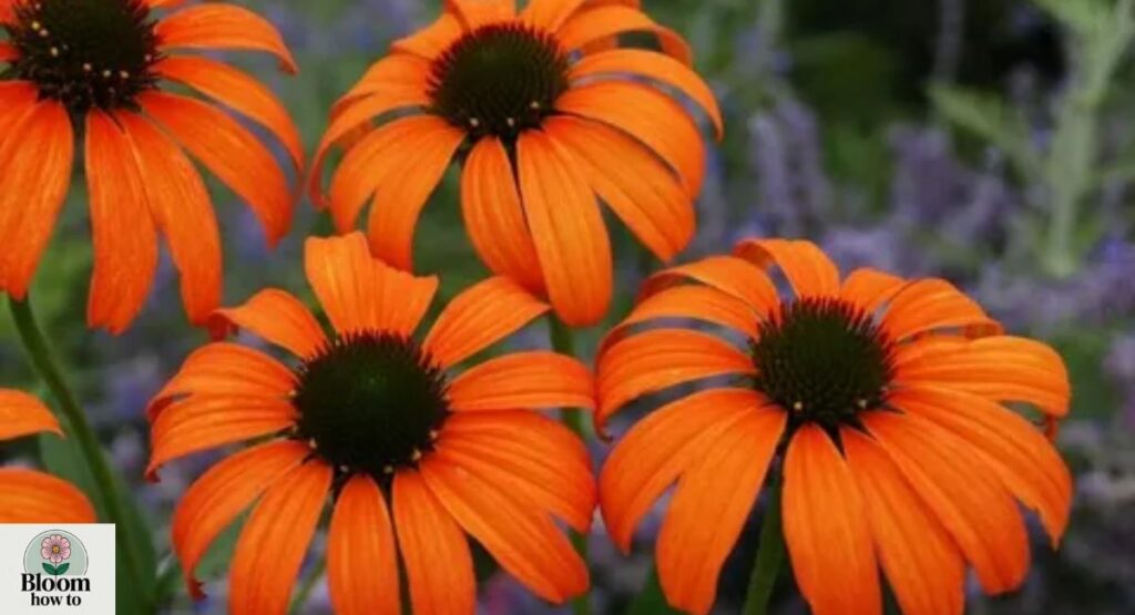 Orange Coneflower