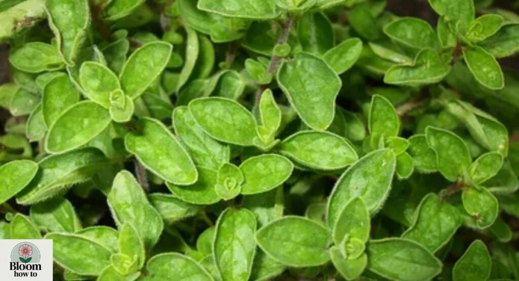 Oregano