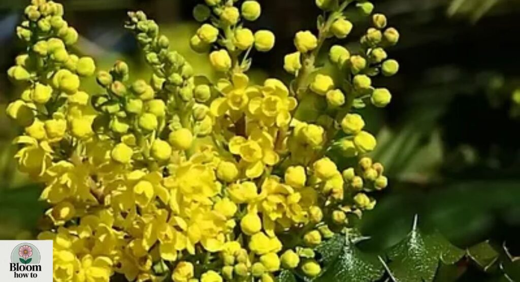 Oregon Grape