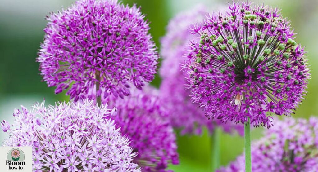 Ornamental Onion (Allium)
