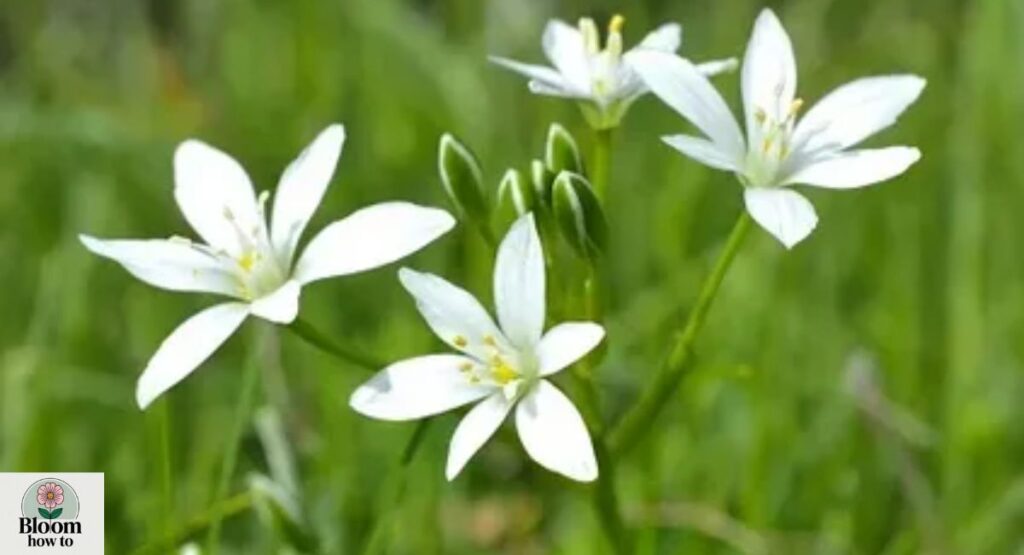 Ornithogalum