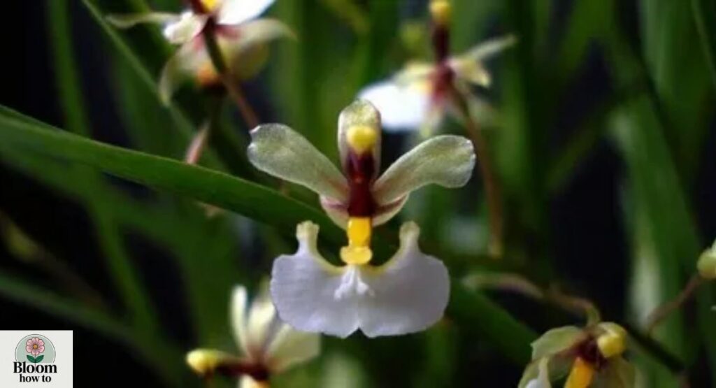 Ornithophora radicans