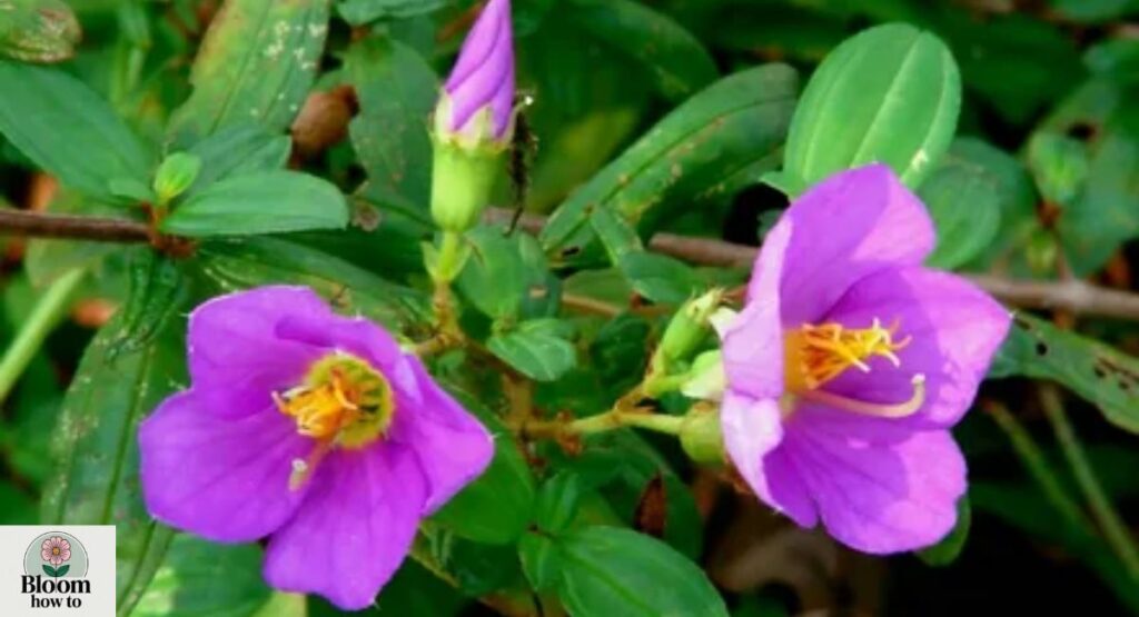 Osbeckia