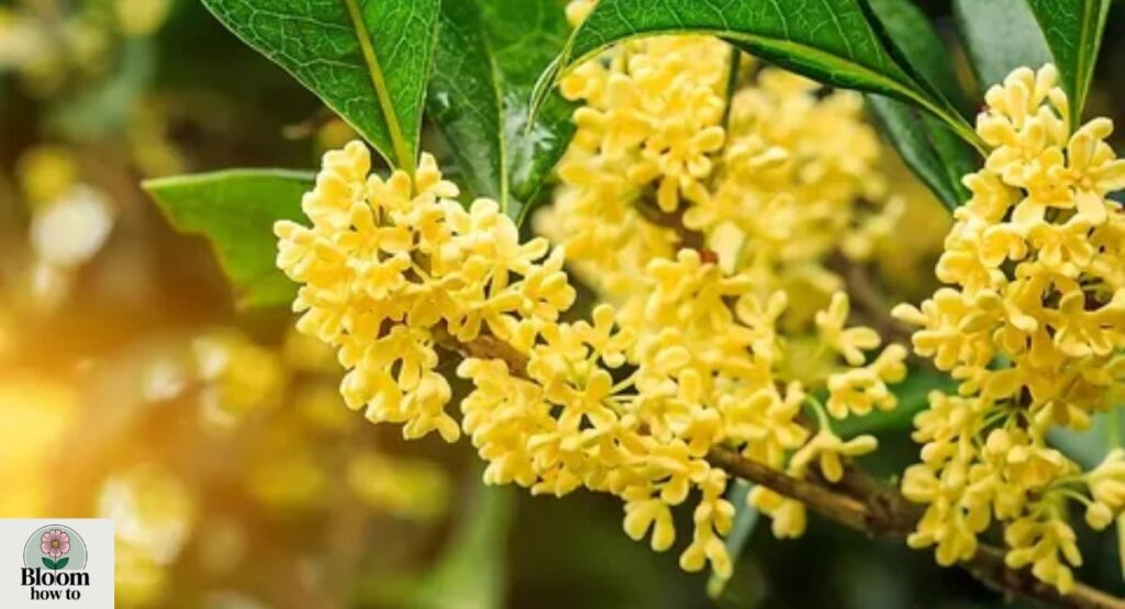 Osmanthus