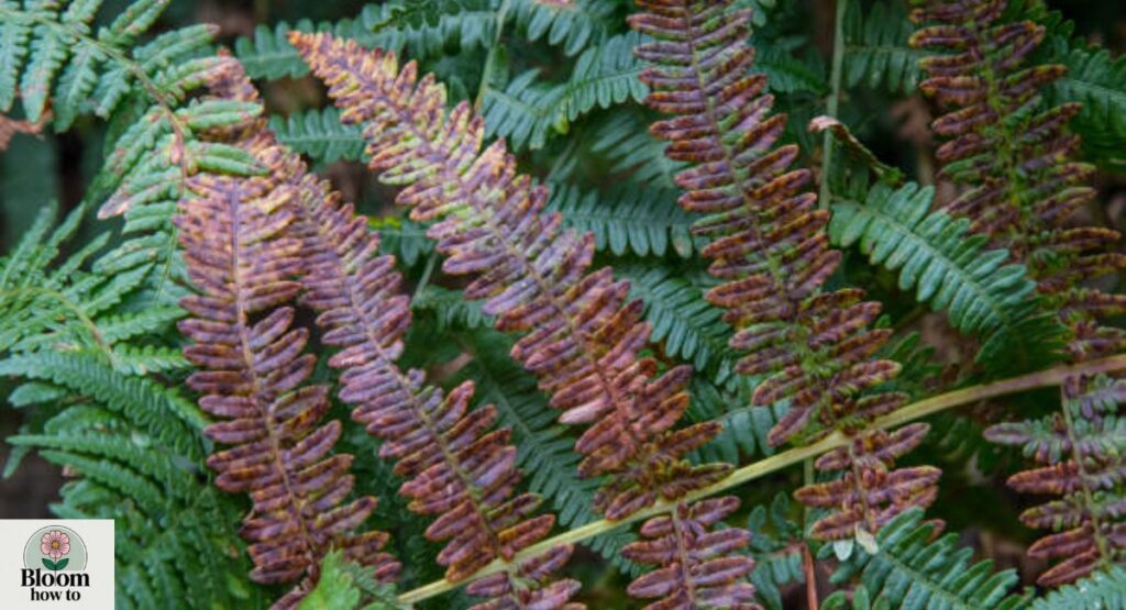 Osmunda