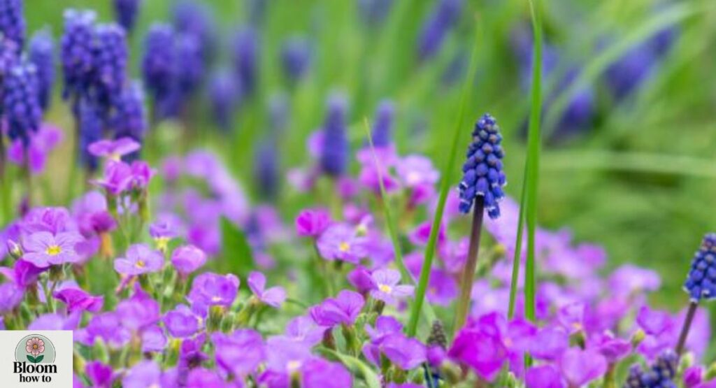 Owl’s Clover