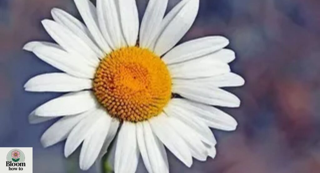 Oxeye Daisy
