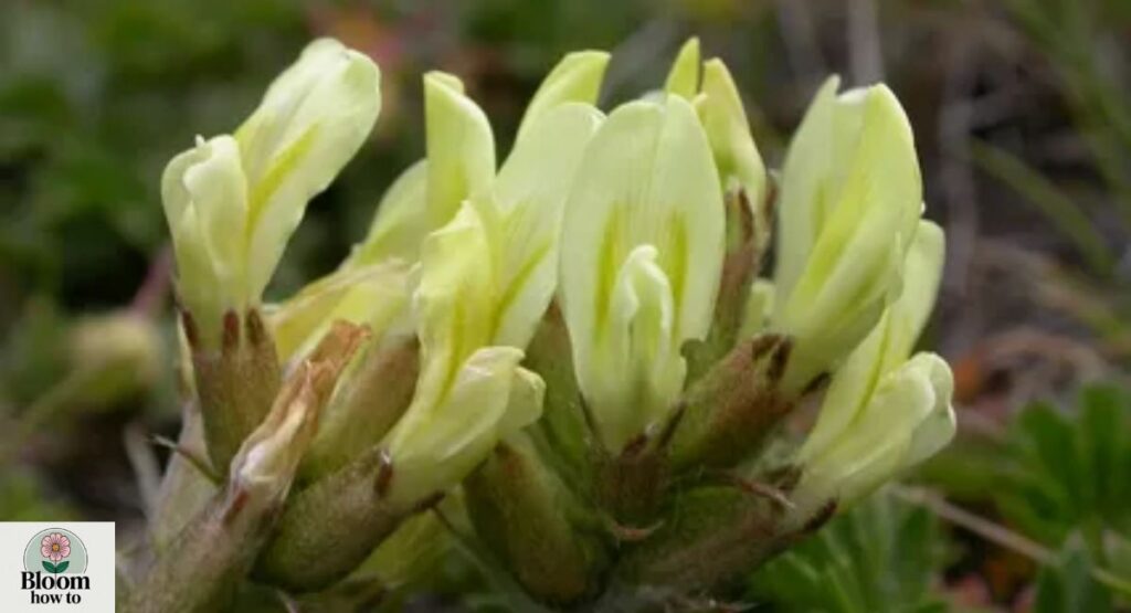 Oxytropis