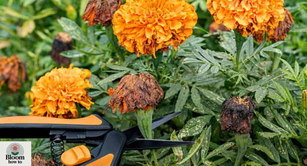 Pruning and Deadheading