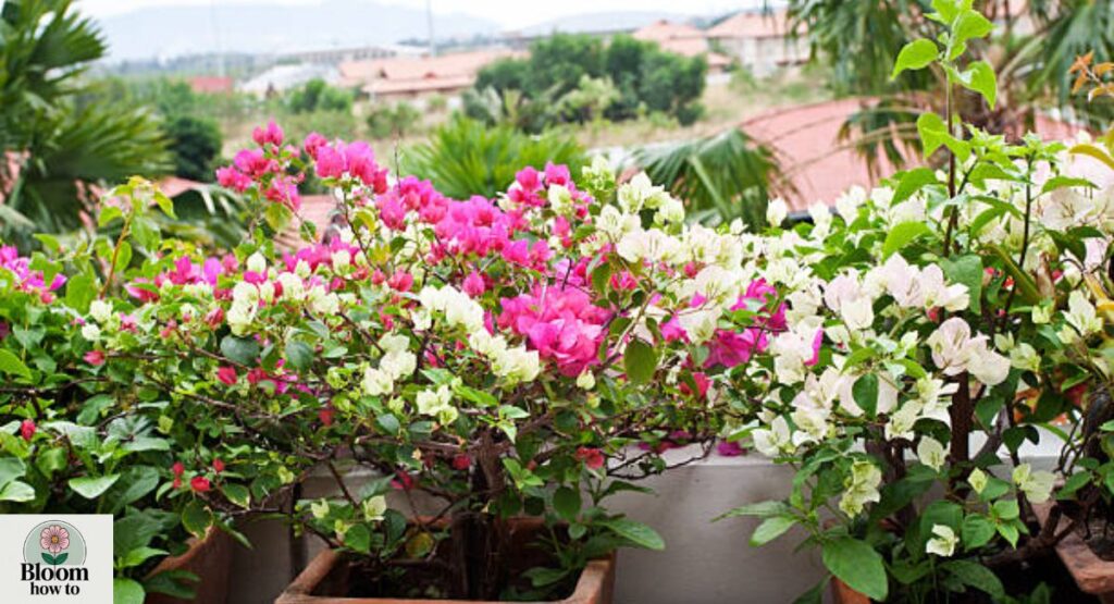 Seasonal Balcony Flowers