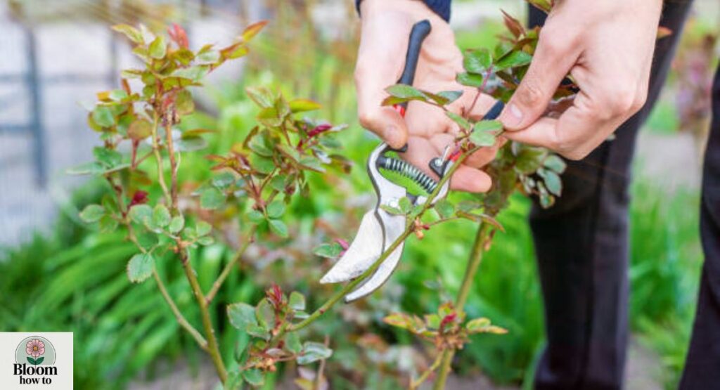 Spring pruning