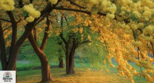 15 Trees with Yellow Flowers: Beautiful Flowering Trees in Florida, Arizona & Desert Landscapes