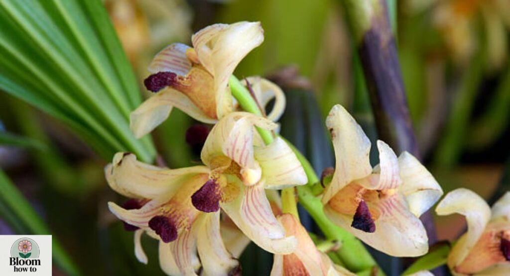 Xylobium Orchid