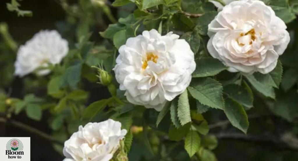 Alba Roses