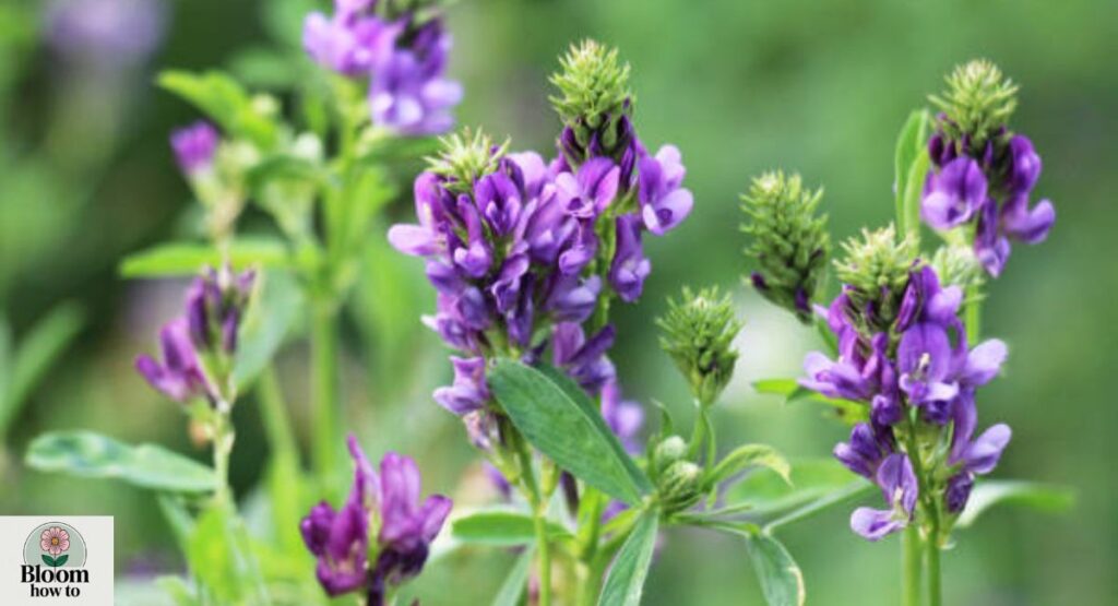 Alfalfa Flower