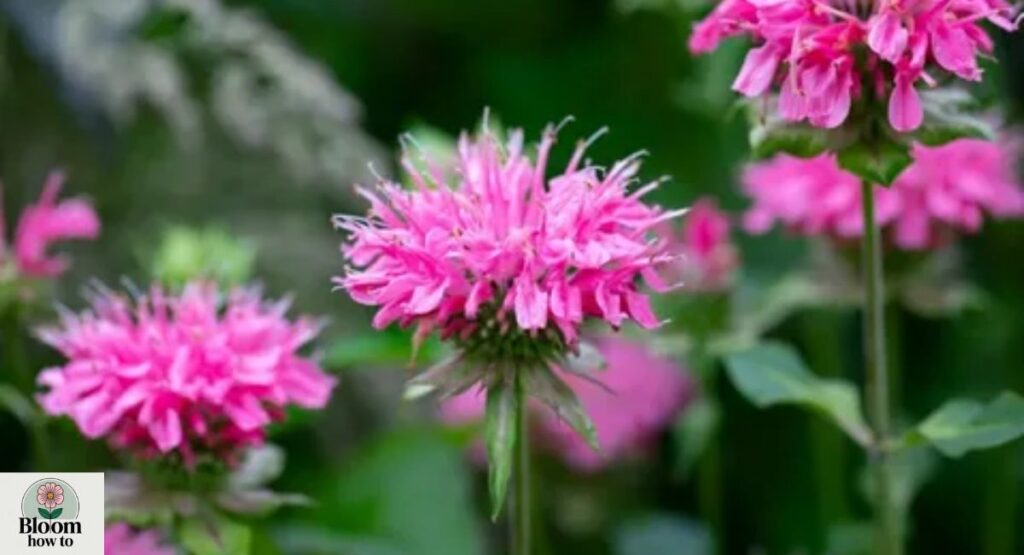 Bee Balm