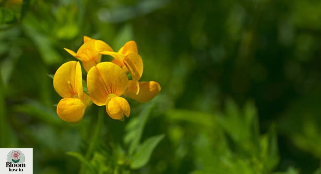 Bird’s-Foot Trefoil