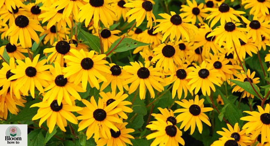 Black-Eyed Susan