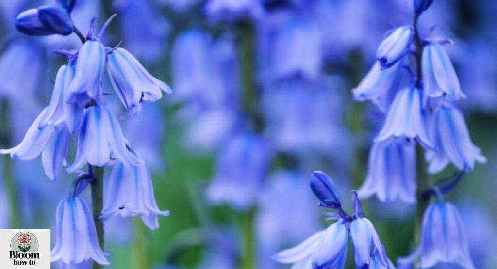 Bluebell