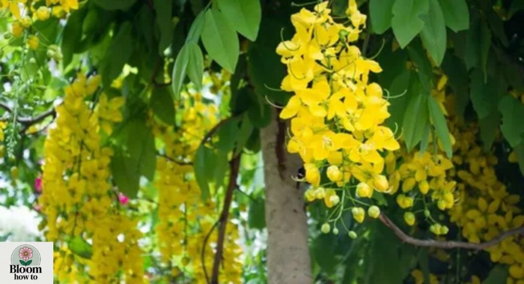 Cassia Tree