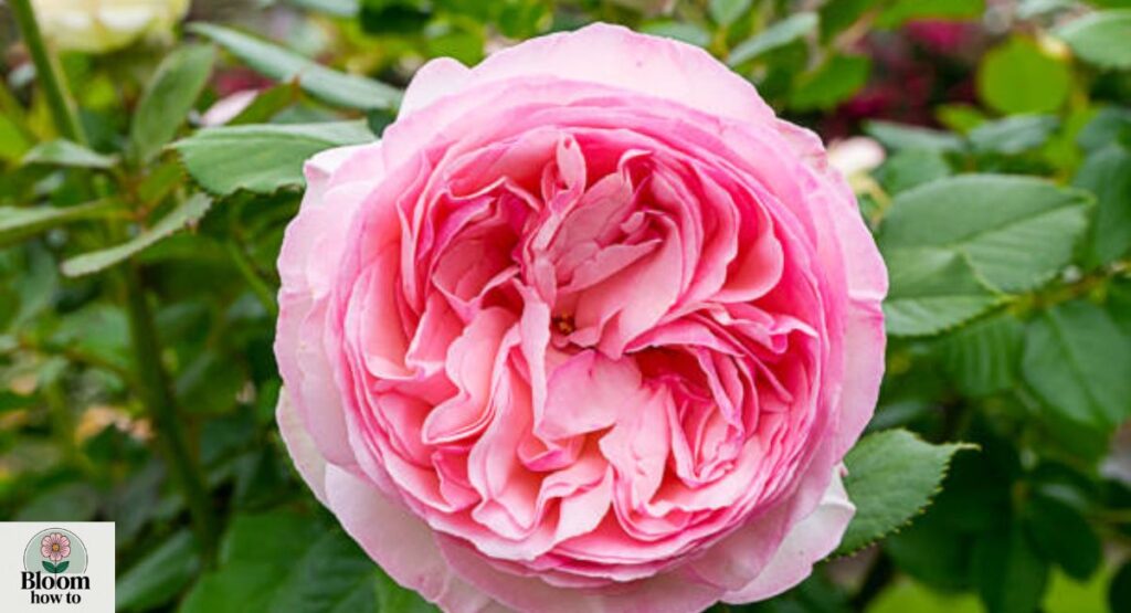 Centifolia Roses