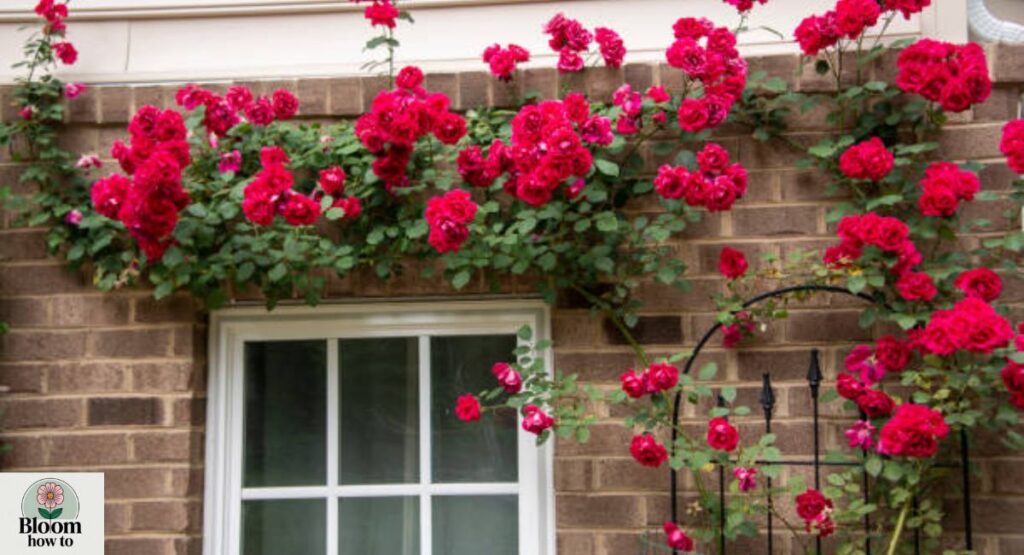 Climbing Roses