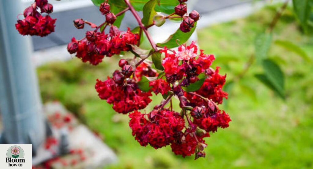 Dwarf Red Crape Myrtle
