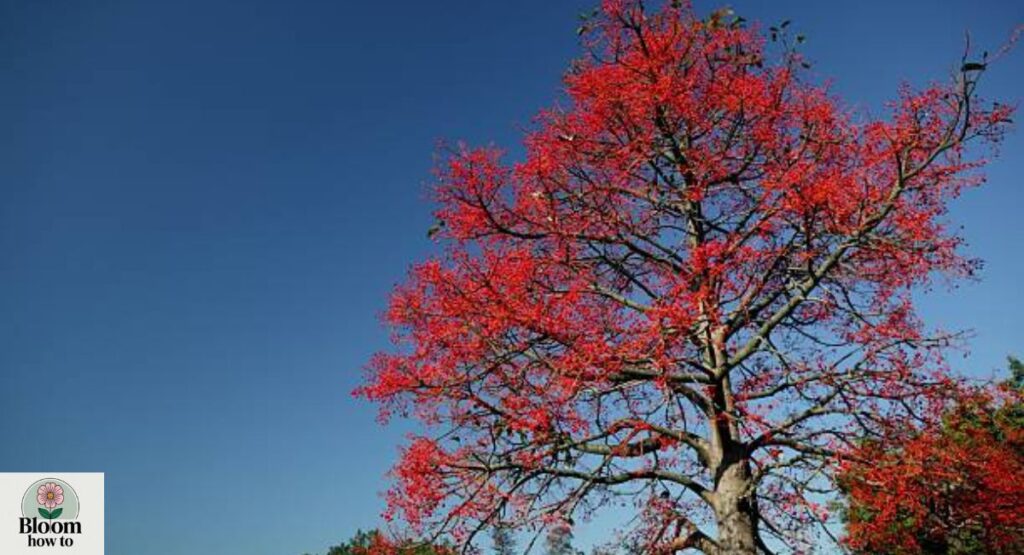 Flame Tree (Brachychiton acerifolius)