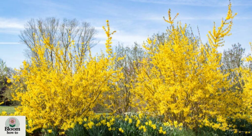 Forsythia