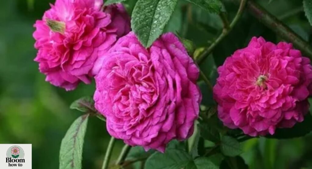 Gallica Roses
