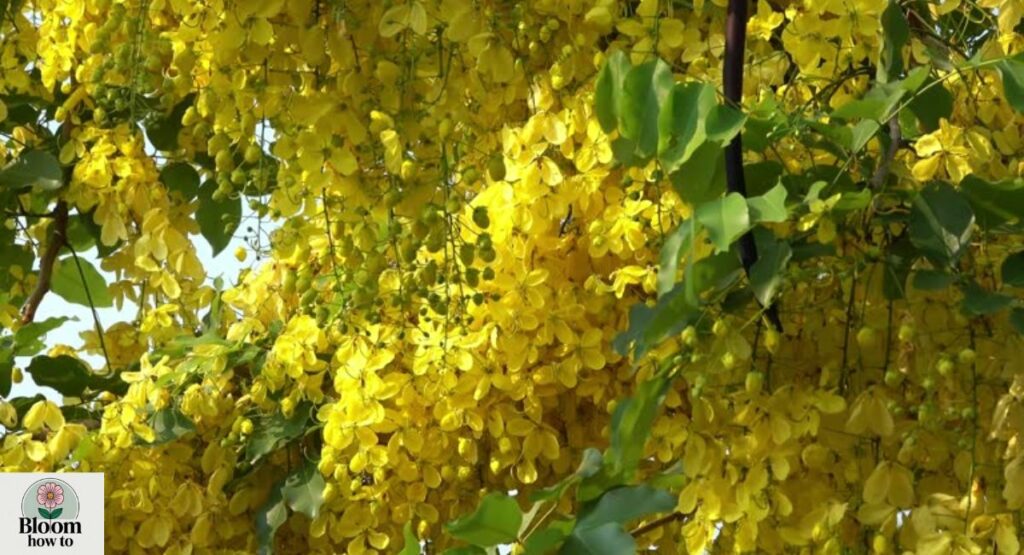 Golden Rain Tree