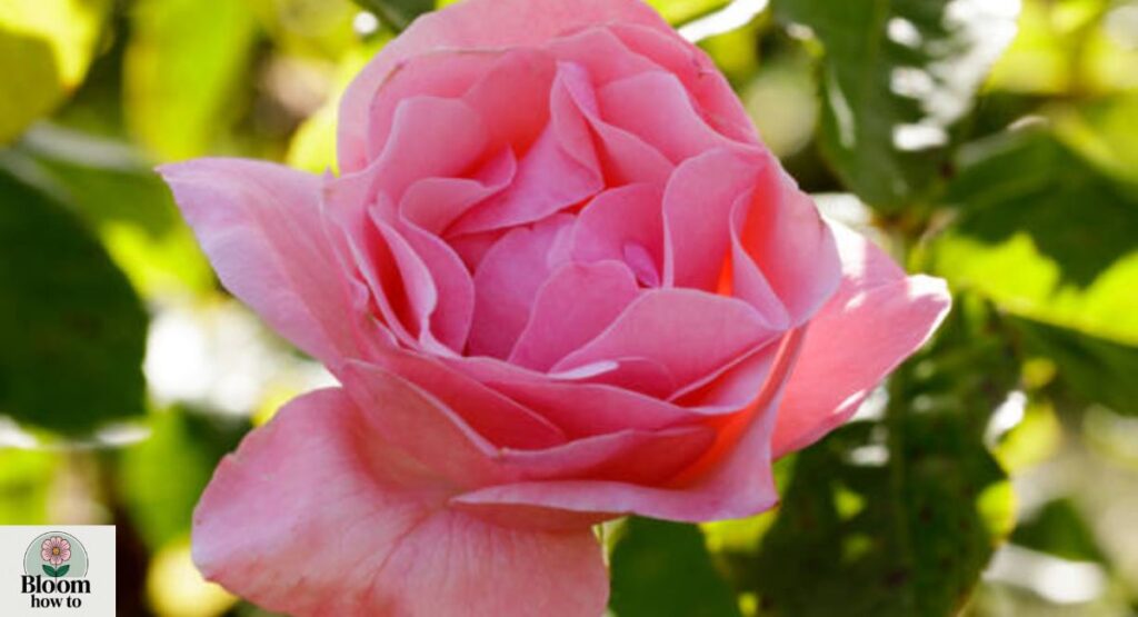 Grandiflora Roses