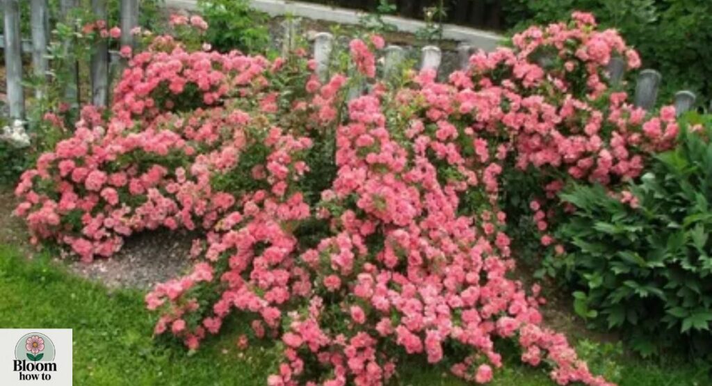 Groundcover Roses