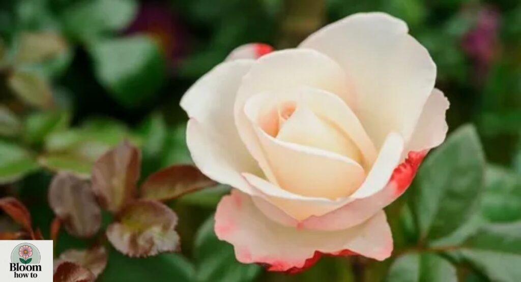 Hybrid Tea Roses
