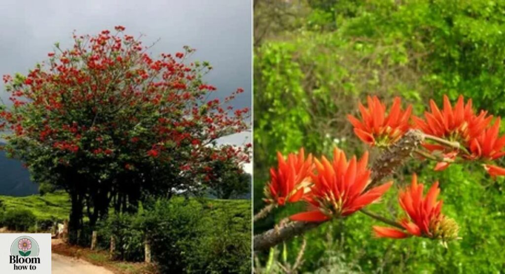 Indian Coral Tree (Erythrina variegata)